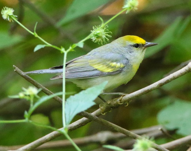 Threespecies hybrid warbler discovered Cornell Chronicle